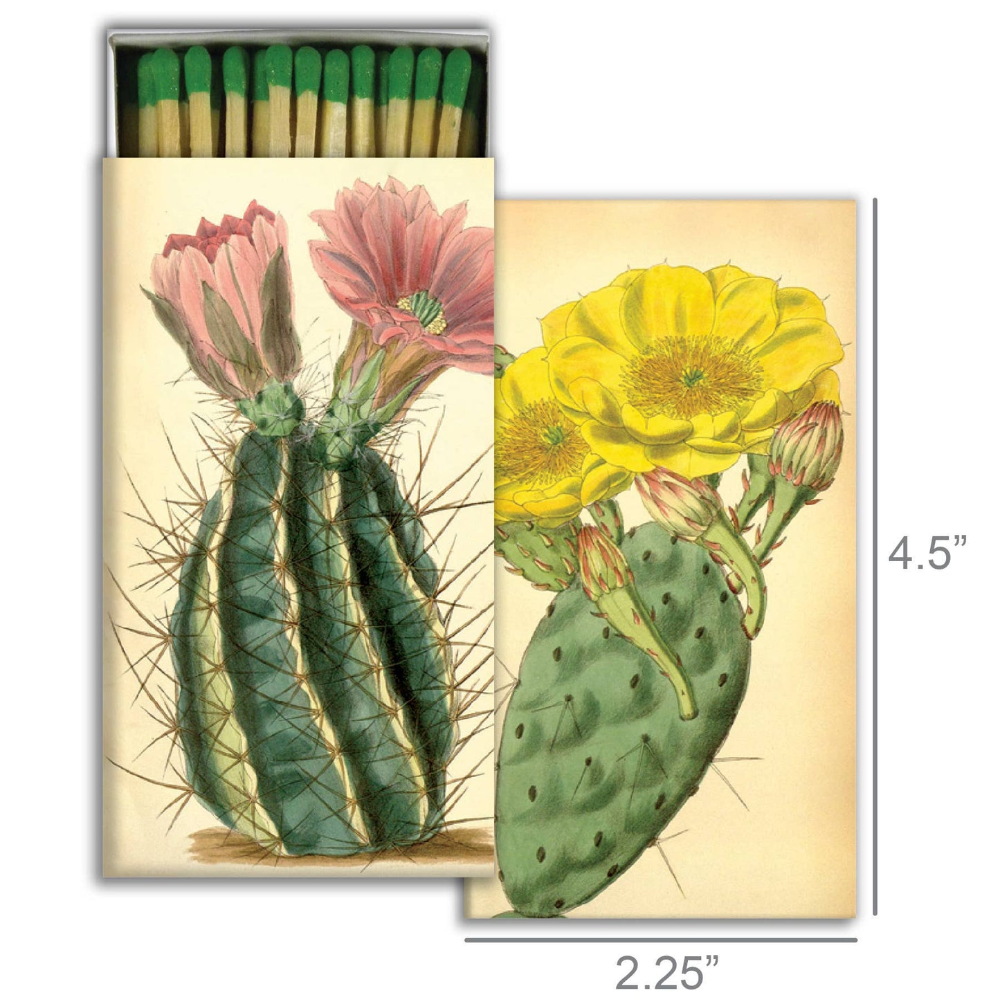 Matches - Flowering Cacti